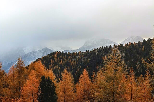 home trees